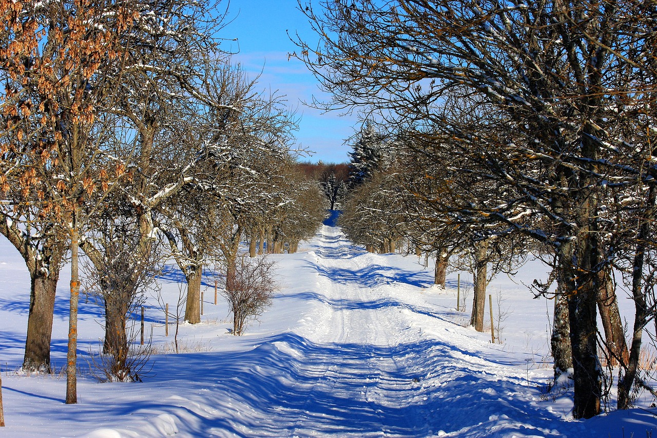 Picture of a snowy road and a path towards the horizon
